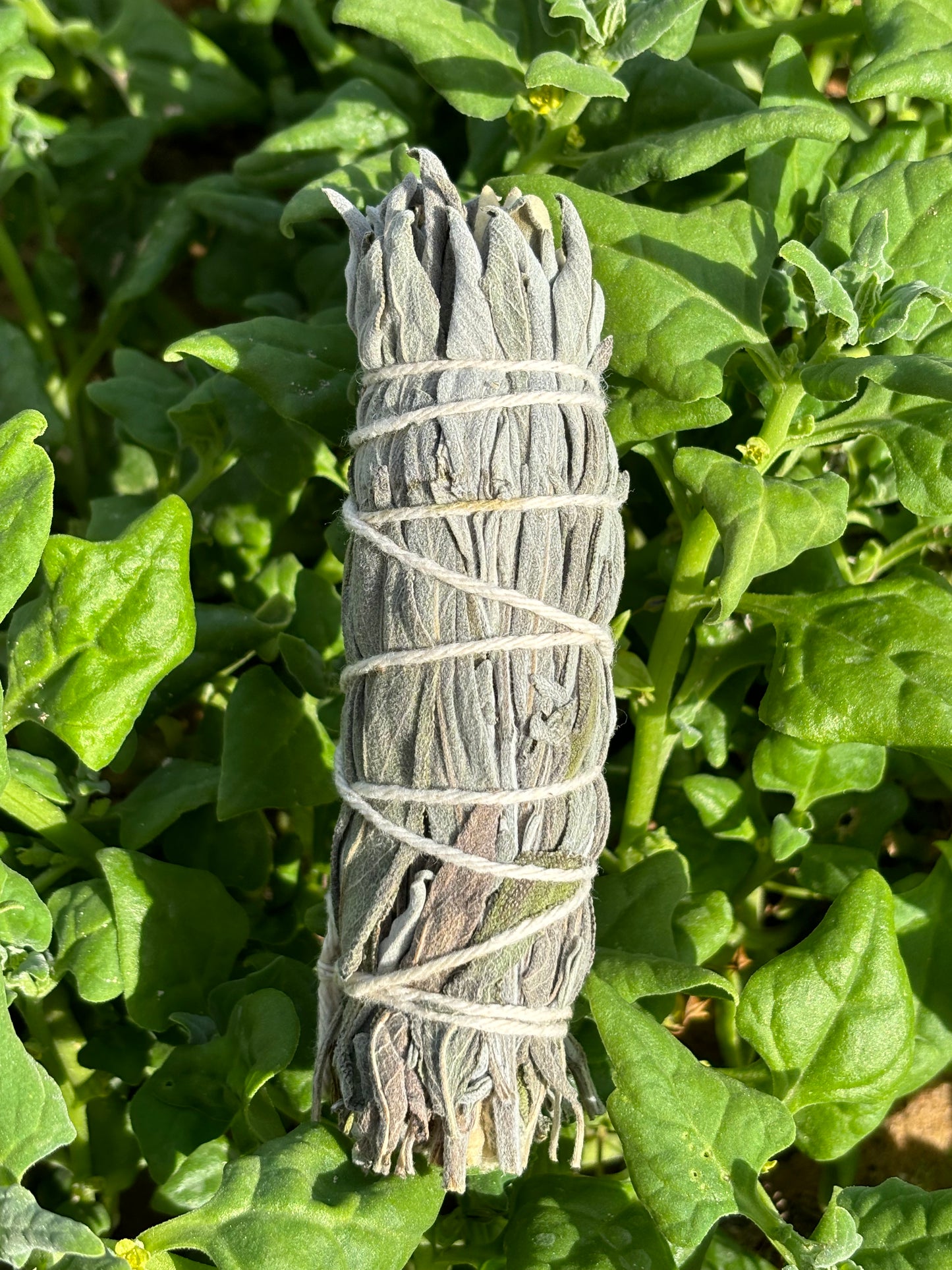 Tocha de Sálvia Officinalis e Sálvia-Rosa