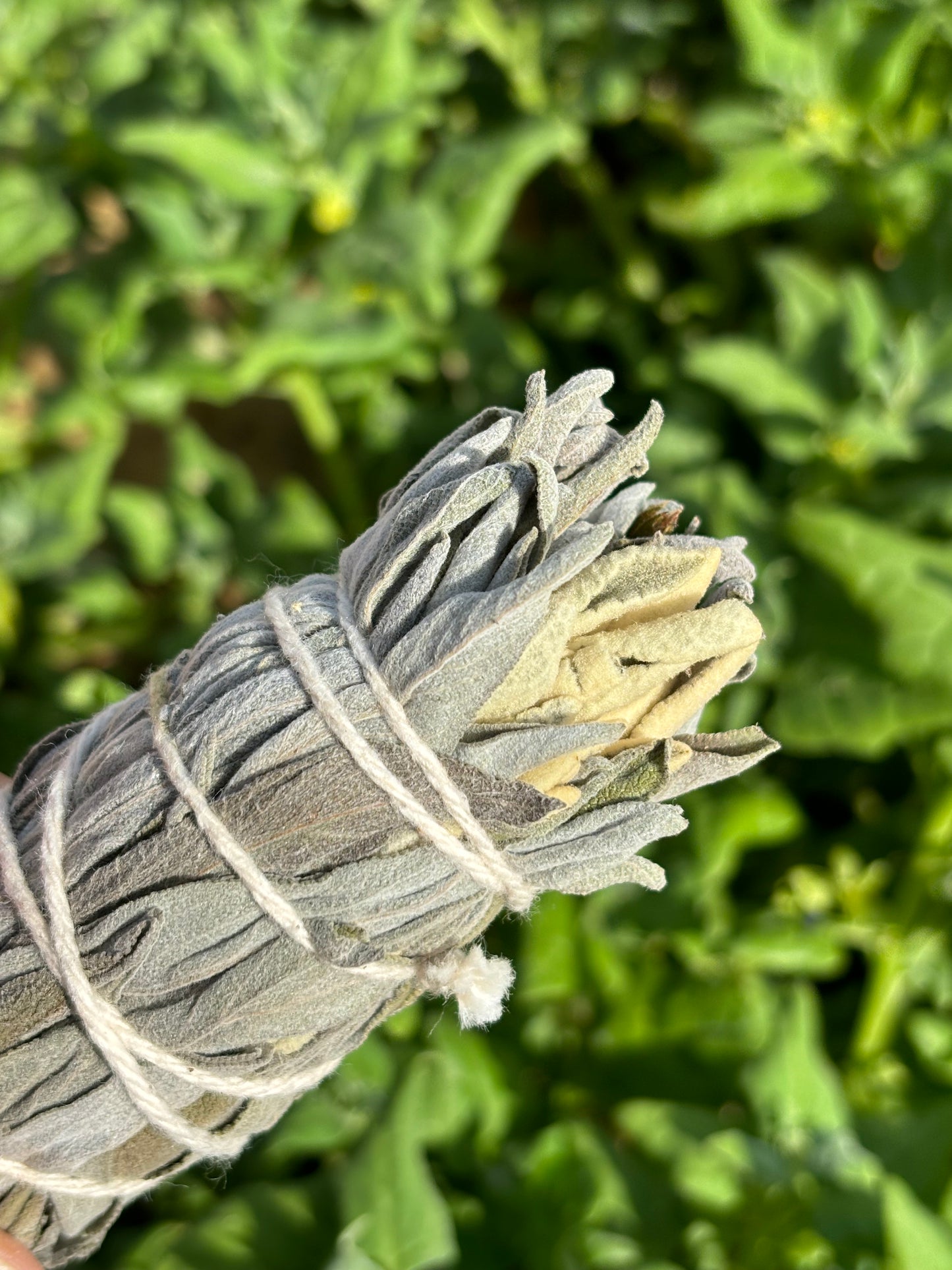 Tocha de Sálvia Officinalis e Sálvia-Rosa