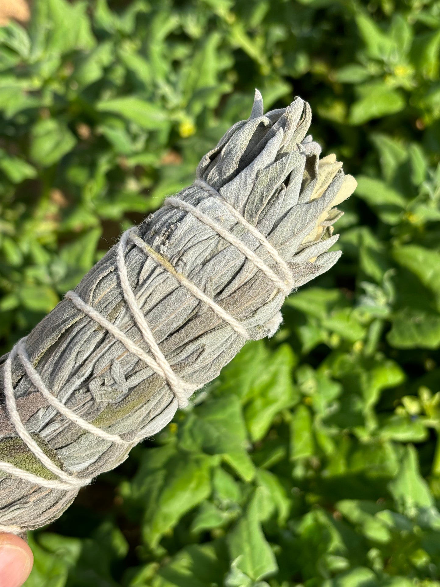 Tocha de Sálvia Officinalis e Sálvia-Rosa